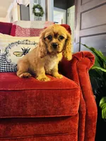 Shaun, a male Cavalier King Charles Spaniel for sale in Greenville, SC – 7 of 10