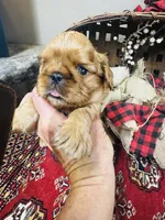 Silas , a male English Toy Spaniel for sale in Greenville, SC – 3 of 10