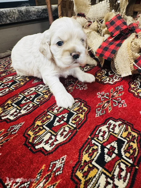 Doug – Cocker Spaniel puppy for sale in Greenville, SC