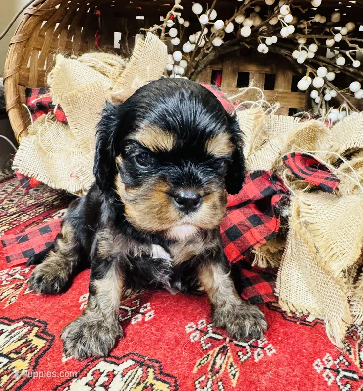Ingrid – Cavalier King Charles Spaniel puppy for sale in Greenville, SC