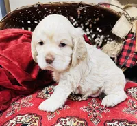 Kingston , a male Cocker Spaniel for sale in Greenville, SC – Photo 8 of 8