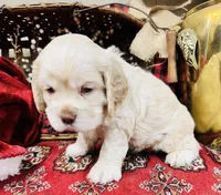 Kingston , a male Cocker Spaniel for sale in Greenville, SC – Photo 1 of 8