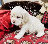 Kingston , a male Cocker Spaniel for sale in Greenville, SC – Photo 3 of 8