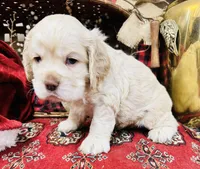 Kingston , a male Cocker Spaniel for sale in Greenville, SC – Photo 7 of 8