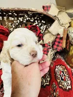 Kingston , a male Cocker Spaniel for sale in Greenville, SC – Photo 6 of 8