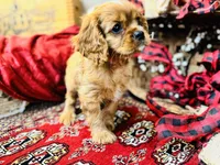 Sully, a male Cavalier King Charles Spaniel for sale in Greenville, SC – Photo 10 of 10
