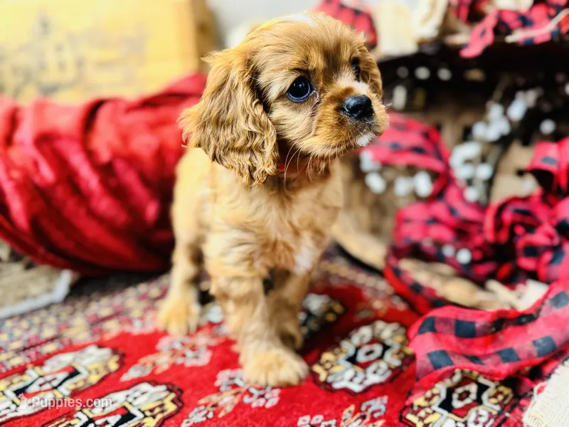 Sully, a male Cavalier King Charles Spaniel for sale in Greenville, SC – Photo 1 of 10
