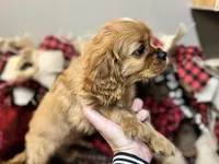 Sully, a male Cavalier King Charles Spaniel for sale in Greenville, SC – Photo 4 of 10