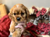 Sully, a male Cavalier King Charles Spaniel for sale in Greenville, SC – Photo 7 of 10