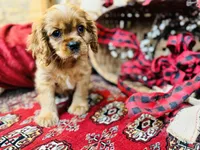 Sully, a male Cavalier King Charles Spaniel for sale in Greenville, SC – Photo 6 of 10