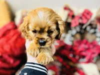 Sully, a male Cavalier King Charles Spaniel for sale in Greenville, SC – Photo 2 of 10