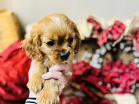 Sully, a male Cavalier King Charles Spaniel for sale in Greenville, SC – Photo 9 of 10