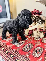 Lennox, a male Cocker Spaniel for sale in Greenville, SC – 5 of 8