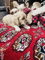 Daniel, a male Cocker Spaniel for sale in Greenville, SC – 8 of 8