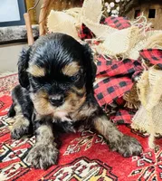 Ingrid, a female Cavalier King Charles Spaniel for sale in Greenville, SC – 3 of 10