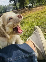 Jack, a male Cocker Spaniel for sale in Greenville, SC – 5 of 8