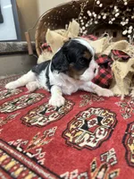 Chester, a male Cavalier King Charles Spaniel for sale in Greenville, SC – 7 of 10