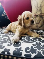 Joe, a male Cocker Spaniel for sale in Greenville, SC – 2 of 8