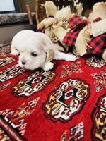 Doug, a male Cocker Spaniel for sale in Greenville, SC – 3 of 8