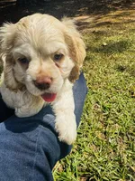 Jack, a male Cocker Spaniel for sale in Greenville, SC – 7 of 8