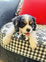 Hope, a female Cavalier King Charles Spaniel for sale in Greenville, SC – 8 of 10