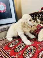Scout, a male Cocker Spaniel for sale in Greenville, SC – 6 of 8
