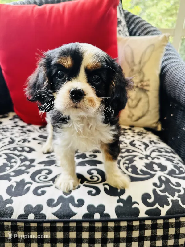 Linda – Cavalier King Charles Spaniel puppy for sale in Greenville, SC