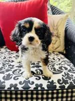 Linda, a female Cavalier King Charles Spaniel for sale in Greenville, SC – 1 of 9
