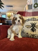 Henessey, a male Cavalier King Charles Spaniel for sale in Greenville, SC – 6 of 10