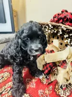 Lennox, a male Cocker Spaniel for sale in Greenville, SC – 7 of 8