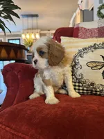 Henessey, a male Cavalier King Charles Spaniel for sale in Greenville, SC – 5 of 10