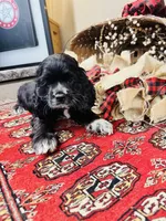 Sultan, a male Cocker Spaniel for sale in Greenville, SC – 7 of 8