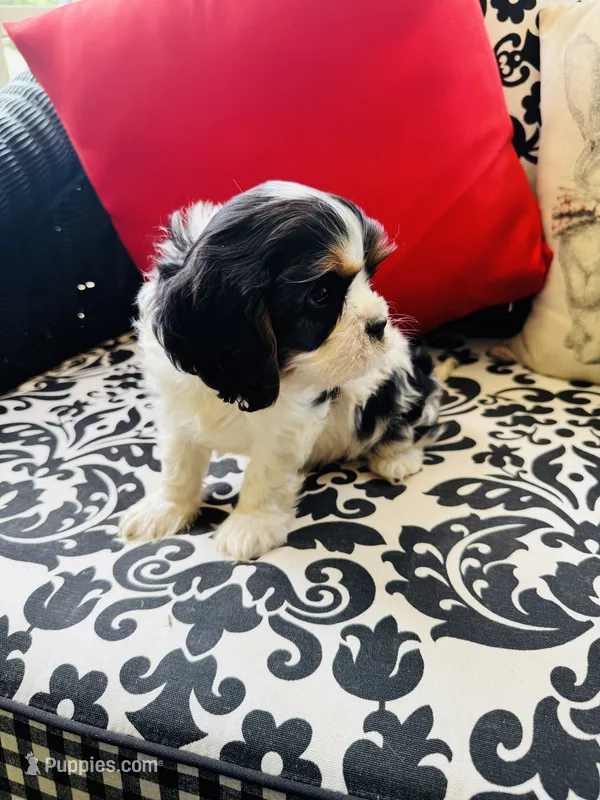 McCartney – Cavalier King Charles Spaniel puppy for sale in Greenville, SC