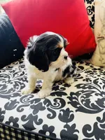 McCartney, a male Cavalier King Charles Spaniel for sale in Greenville, SC – 1 of 9