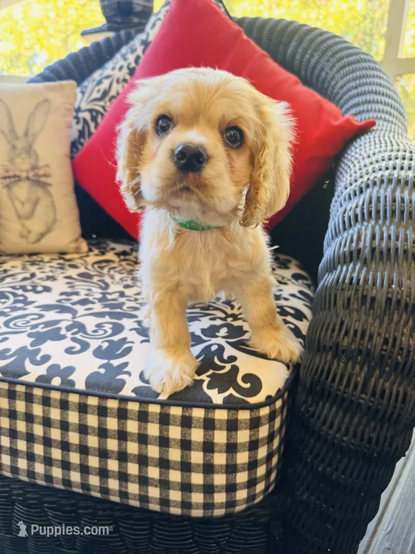 Jade – Cocker Spaniel puppy for sale in Greenville, SC
