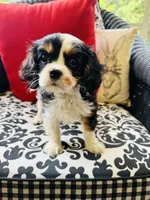 Linda, a female Cavalier King Charles Spaniel for sale in Greenville, SC – 5 of 9