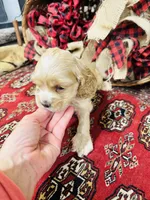 Tara, a female Cocker Spaniel for sale in Greenville, SC – Photo 8 of 10