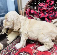Tara, a female Cocker Spaniel for sale in Greenville, SC – Photo 7 of 10