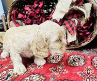 Tara, a female Cocker Spaniel for sale in Greenville, SC – Photo 3 of 10