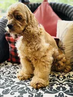 Tara, a female Cocker Spaniel for sale in Greenville, SC – Photo 10 of 10