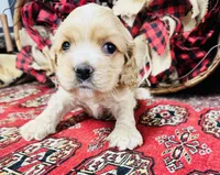Tara, a female Cocker Spaniel for sale in Greenville, SC – Photo 4 of 10