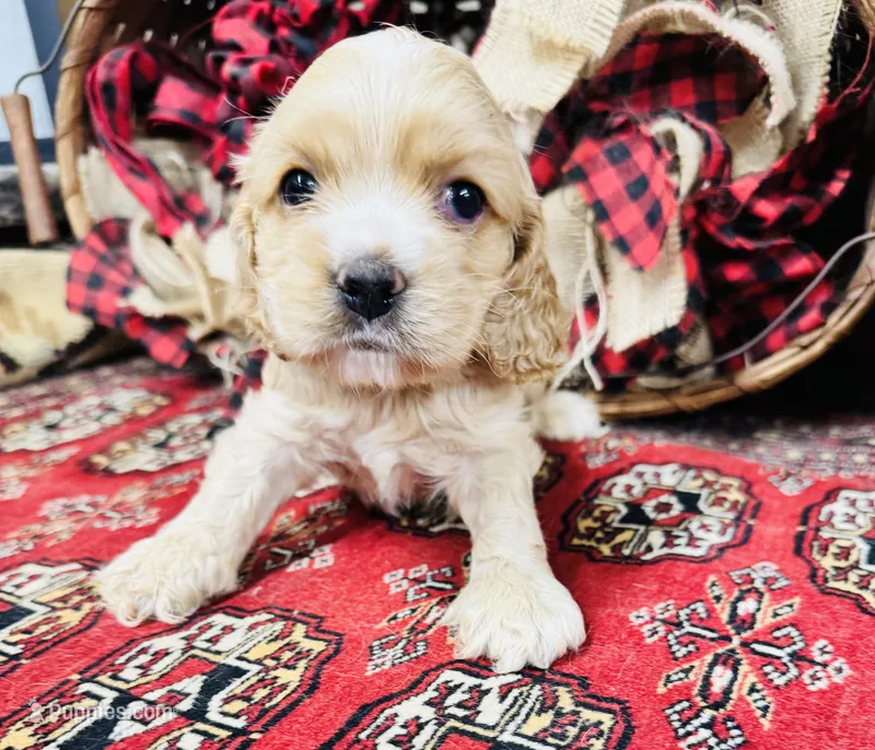 Tara – Cocker Spaniel puppy for sale in Greenville, SC