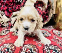 Tara, a female Cocker Spaniel for sale in Greenville, SC – Photo 5 of 10