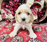 Tara, a female Cocker Spaniel for sale in Greenville, SC – Photo 6 of 10