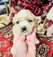 Tara, a female Cocker Spaniel for sale in Greenville, SC – Photo 2 of 10