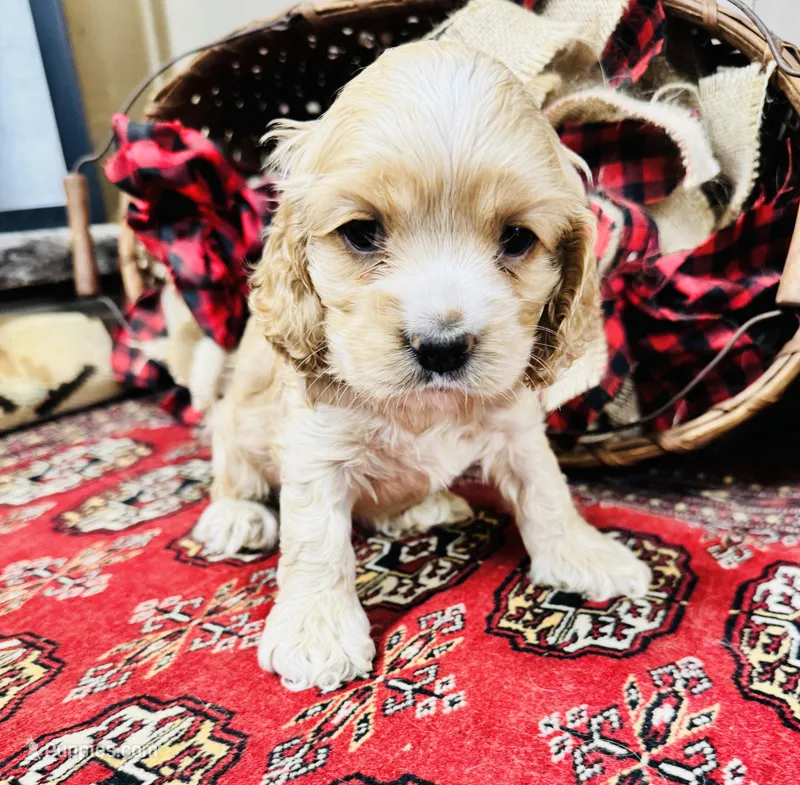 Tara – Cocker Spaniel puppy for sale in Greenville, SC