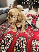 Serafina , a male English Toy Spaniel for sale in Greenville, SC – 4 of 10