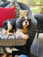 Tallulah, a female Cavalier King Charles Spaniel for sale in Greenville, SC – 5 of 10