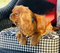 Sully, a male Cavalier King Charles Spaniel for sale in Greenville, SC – 5 of 10
