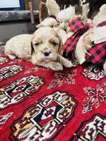 Daniel, a male Cocker Spaniel for sale in Greenville, SC – 7 of 8